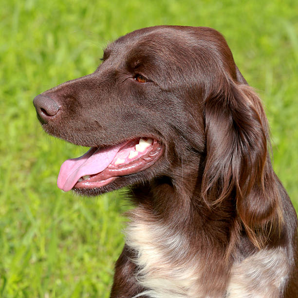 istock Portrait of Small Munsterlander Pointing Dog 478547693