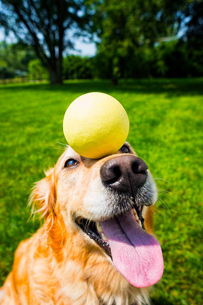 Golden retriever balancing a ball on her nose A five year old Golden Retriever concentrating on doing a trick by balancing a yellow ball on her nose outside in the yard  "Missy" animal tricks stock pictures, royalty-free photos & images