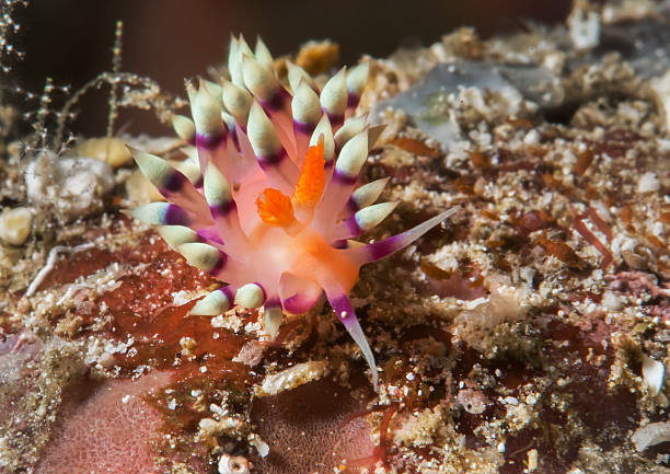 istock Nudibranch, desirable flabellina 478548490