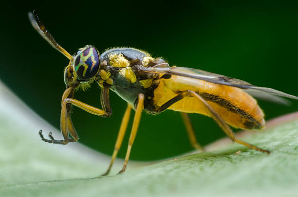 istock horse flies and deer flies 478548952