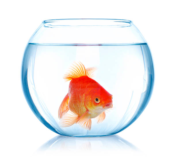 istock Goldfish in aquarium 478549034