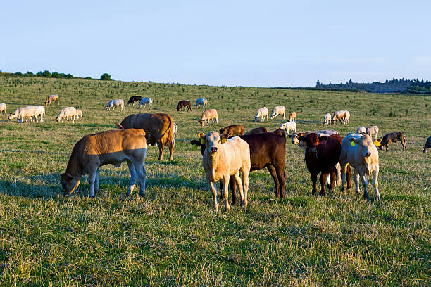 istock Herd of cows at summer green field 478549056