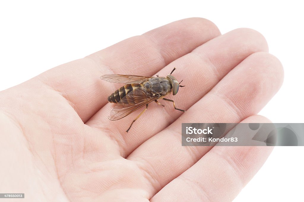 Live horsefly sitting on palm isolated over white Live horsefly sitting on palm isolated on white background, macro shot Adult Stock Photo