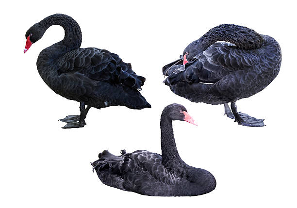 istock set of black swans isolated on white 478552640