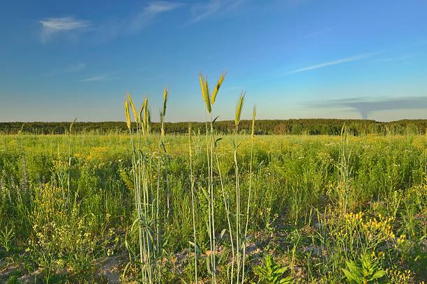 istock Fragment of the field in the sunset 478553056