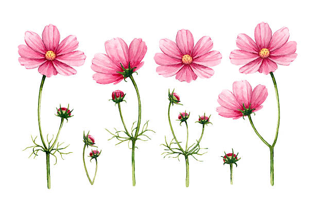 Cosmos flowers collection. Watercolor illustrations vector art illustration