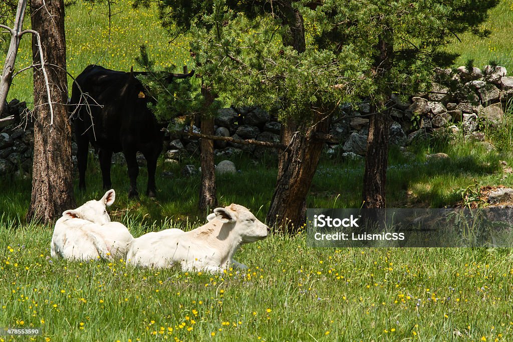 two calves two white calves sunbathing on a green meadow observed by his mother 2015 Stock Photo