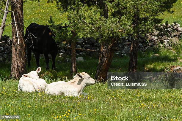 Two Calves Stock Photo - Download Image Now - 2015, Agriculture, Animal