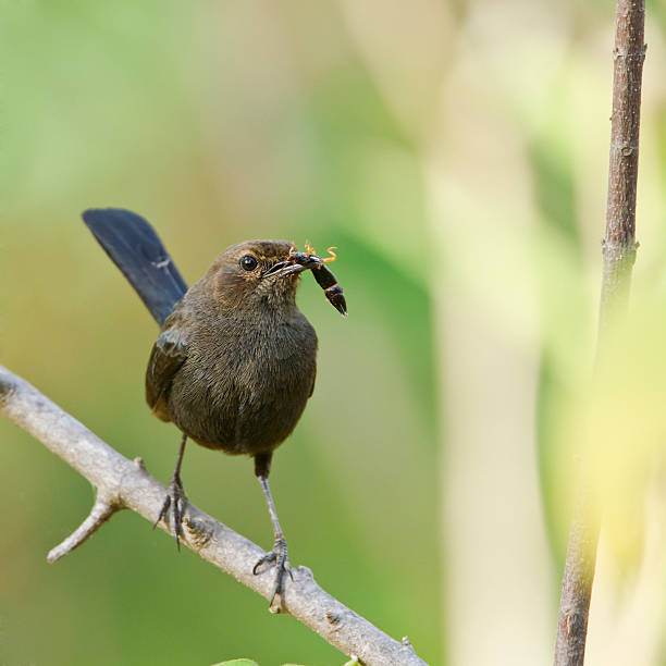 istock Indian robin bird in Minneriya, Sri Lanka 478553768