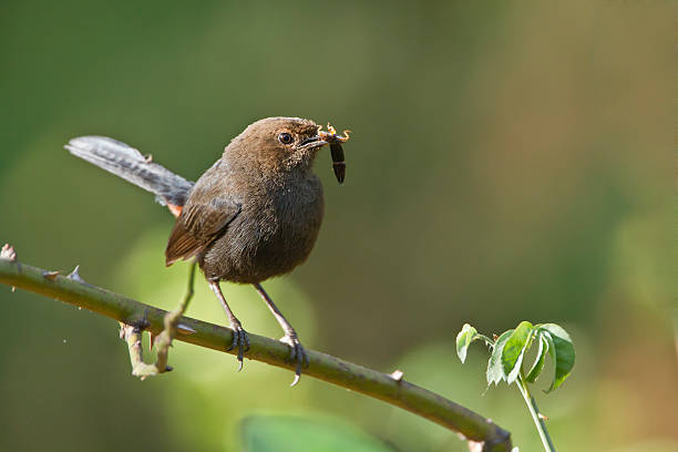 istock Indian robin bird in Minneriya, Sri Lanka 478553926