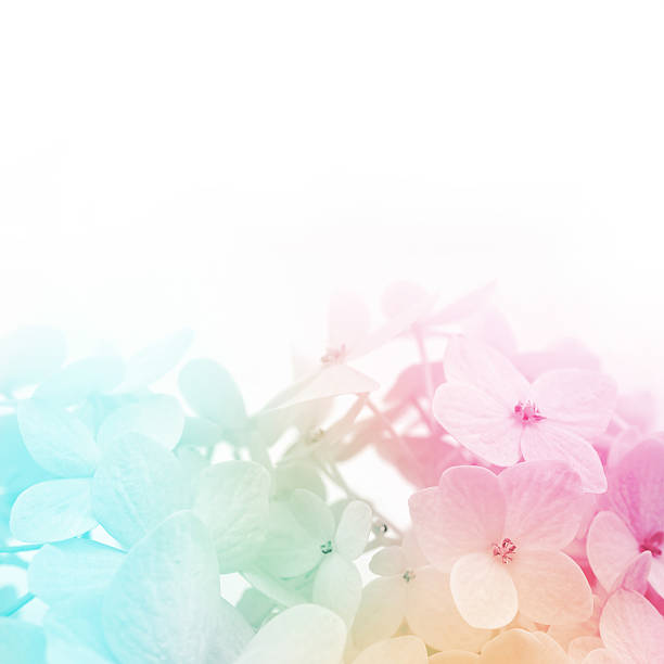 istock colorful flowers background, fresh summer in soft style 478554794