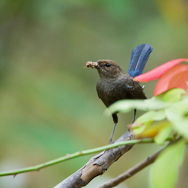 istock Indian robin bird in Minneriya, Sri Lanka 478555226