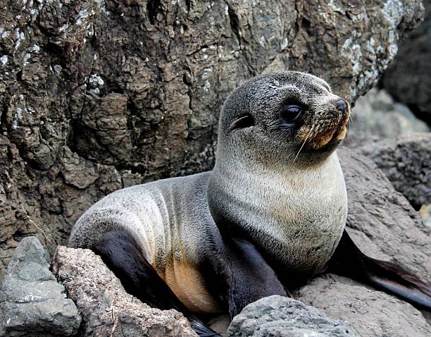 istock Baby seal pup lying on beach rocks 478555812