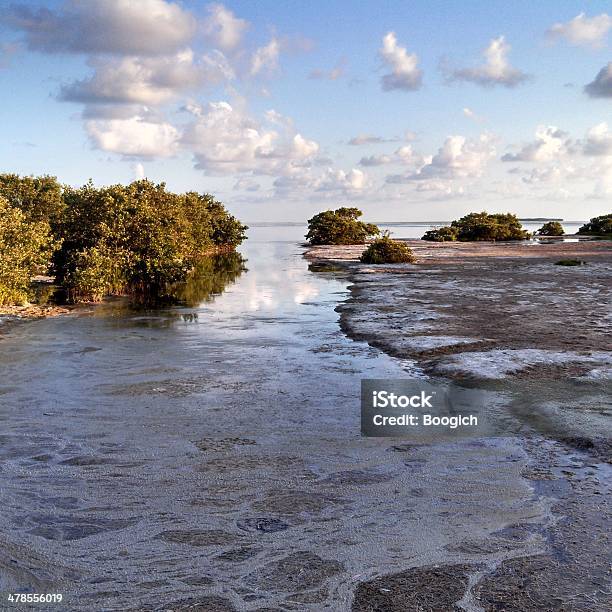 Everglades Acqua Lo Riversa In Florida Bay - Fotografie stock e altre immagini di Acqua - Acqua, Acqua salmastra, Ambientazione esterna