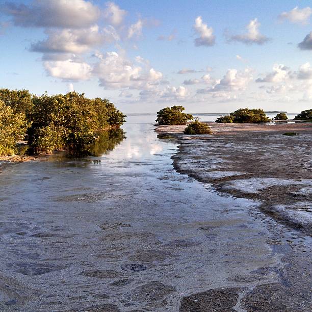 This is a square, mobilestock photograph of scenic South Florida. At the edge of the swamp the water empties out from the Everglades into the Florida Bay.