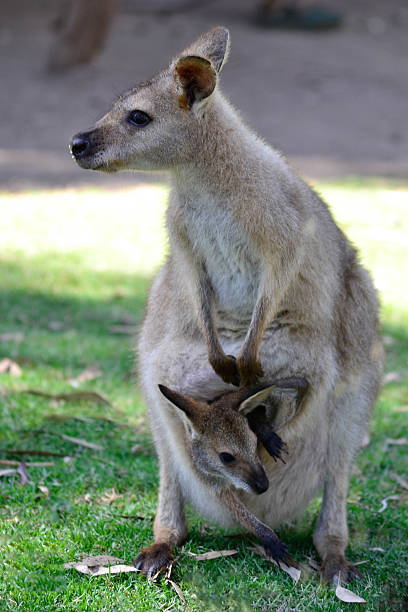 istock Australian Kangaroo with Joey in Pouch 478556294