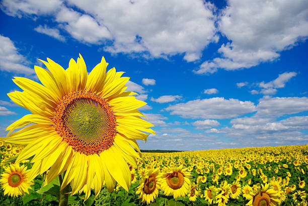 istock Yellow sunflowers growing in a field under a blue sky 478559692