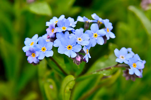istock Bright bunches of blue flowers young forget-me 478559710