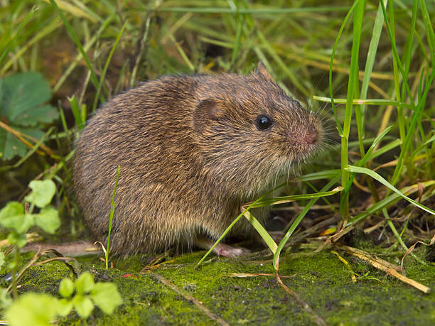 field ostschermaus (microtus agrestis - mouse rodent animal field mouse stock-fotos und bilder