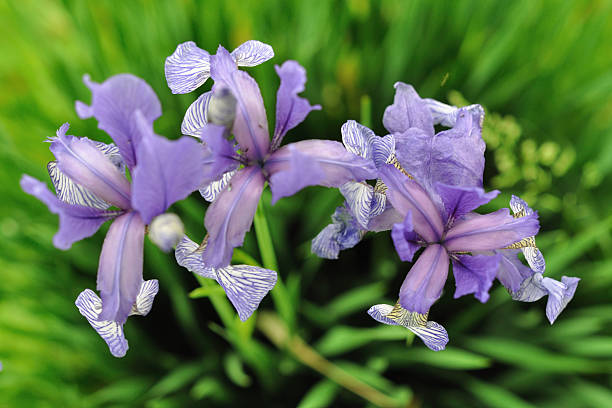 istock Violet Iris flower from above in the green background 478559866
