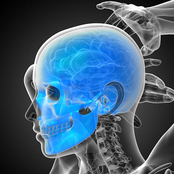 istock 3d render medical illustration of the skull 478560234
