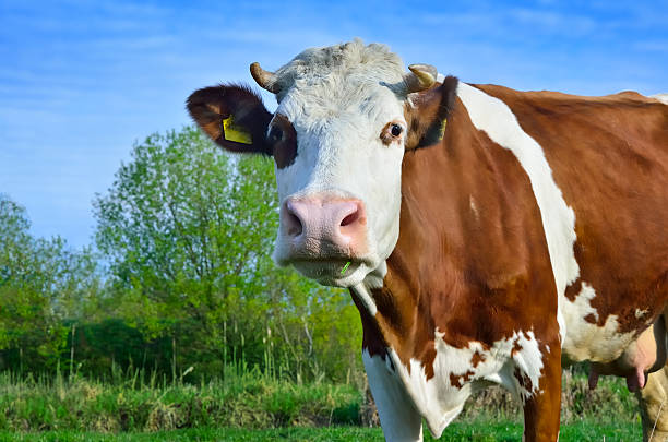 istock Grazing cattle in a pasture with a young green grass 478560684