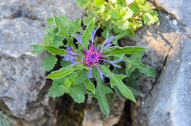 Centaurea montana flower close up