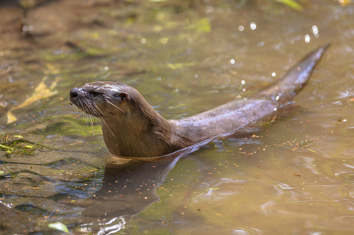 European Otter (lutra lutra) swimming in a river and looking for fish to feed on