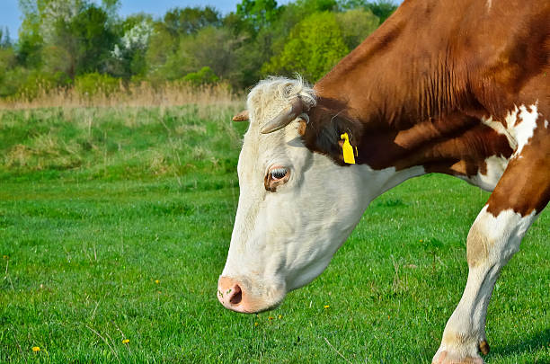 istock Grazing cattle in a pasture with a young green grass 478560790