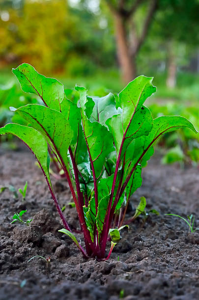 istock Young beetroot growing in the garden in summer 478560902
