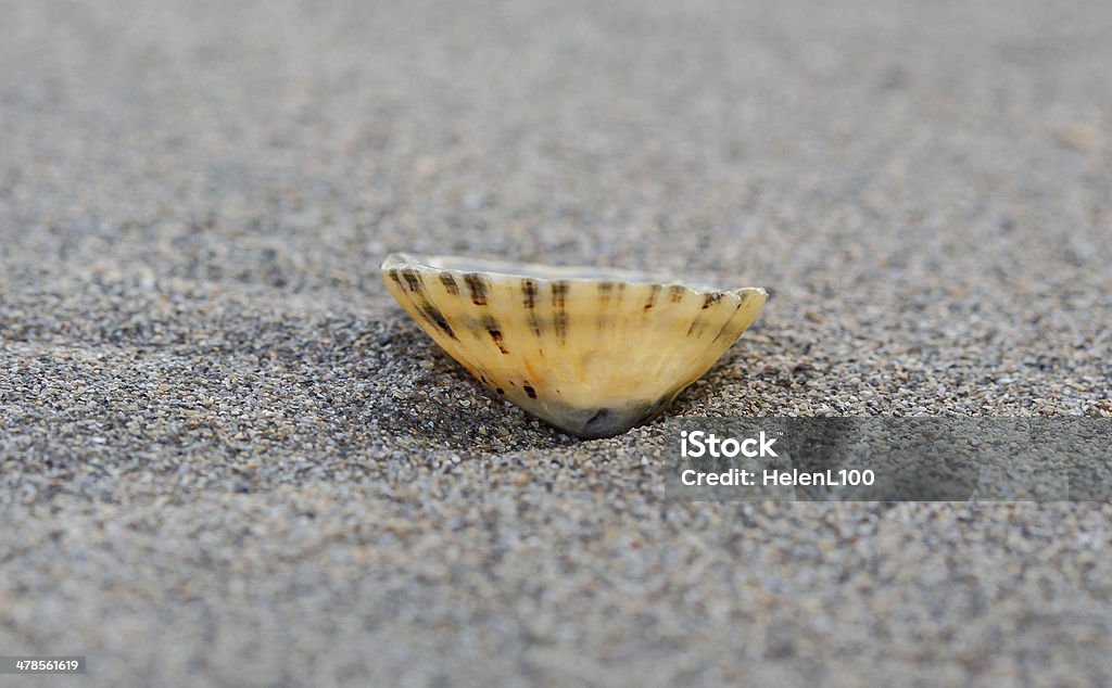 Shell on beach A shell on a sandy beach Animal Shell Stock Photo