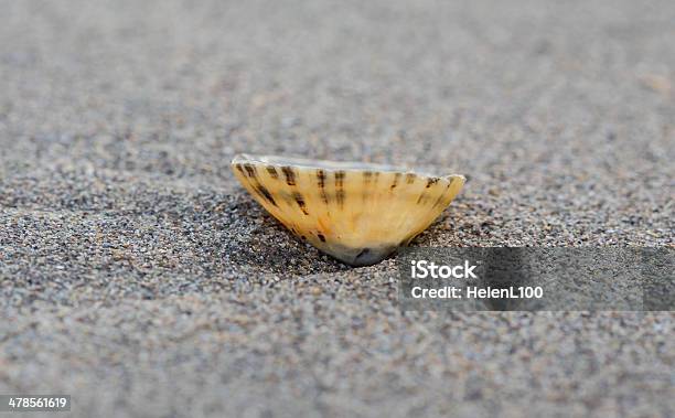 Shell On Beach Stock Photo - Download Image Now - Animal Shell, Beach, Coastline