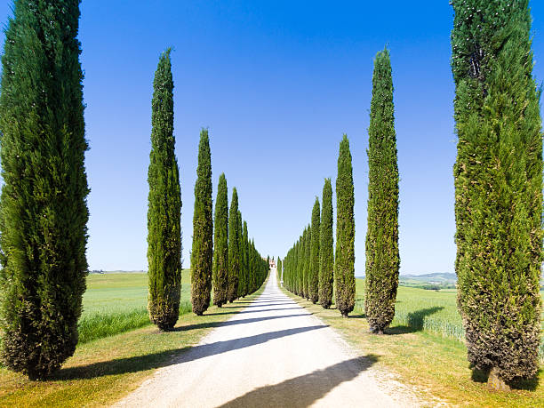 Road and cypresses in Crete Senesy country road flanked with cypresses in Crete Senesi, Italy crete senesi stock pictures, royalty-free photos & images