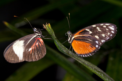 Pair of butterfly.  Focus on the right side one.