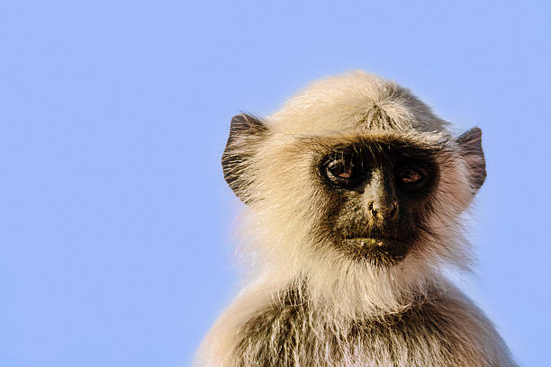 istock Profile of a little monkey in Jaipur, India 478562042