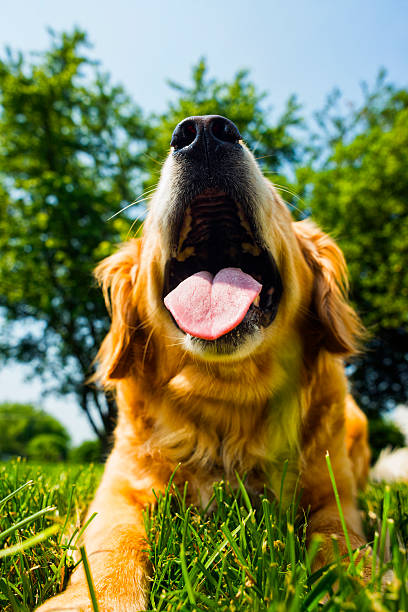 istock Golden retriever panting in the heat 478562264