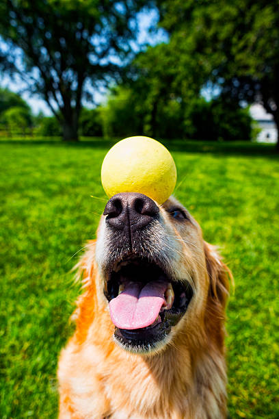 istock Golden retriever balancing a ball on her nose 478562266