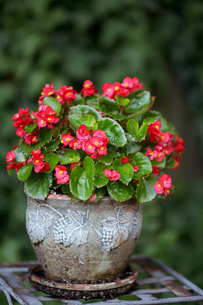 Beautiful Begonia Begonia plant outdoors in a pot. begonia photos stock pictures, royalty-free photos & images