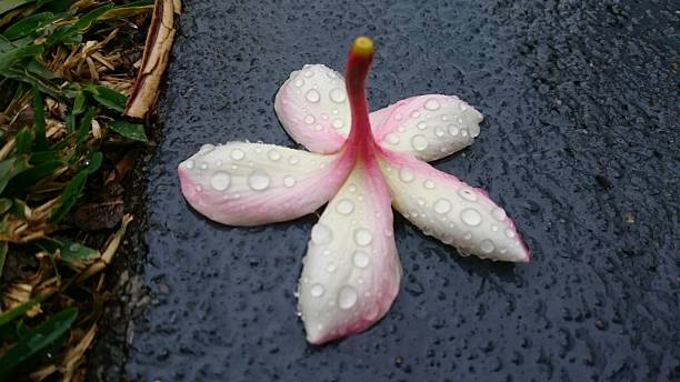 istock Close up of droplets on flower. 478562772