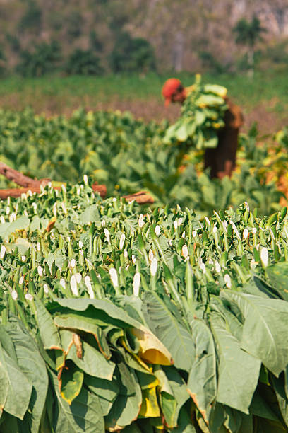 istock Harvesting Tobacco 478562856