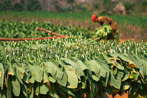 Picking and drying tobacco leaves