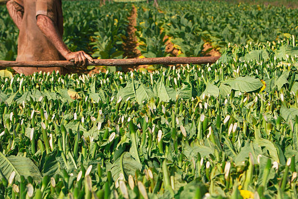 istock Tobacco farming 478562876