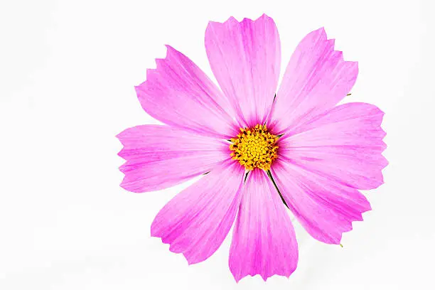 Pink cosmea on white background