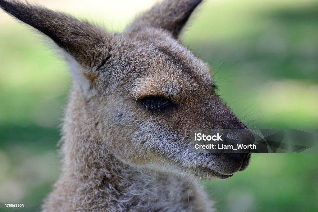 Australian Kangaroo Head Shot Head Shot of young Australian Grey Kangaroo. 2015 Stock Photo
