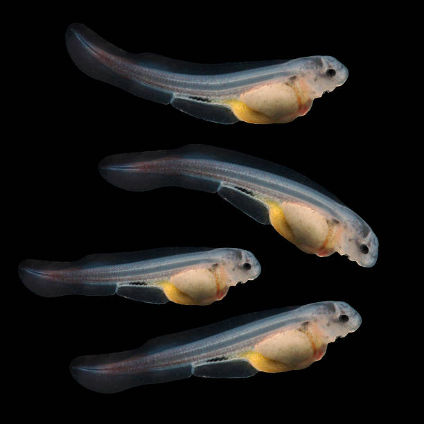The Sturgeon fingerlings. The Sturgeon fingerlings 9days old 10mm sized.  The Sterlet (Acipenser ruthenus). Extremely closeup - microphotography. animal embryo photos stock pictures, royalty-free photos & images