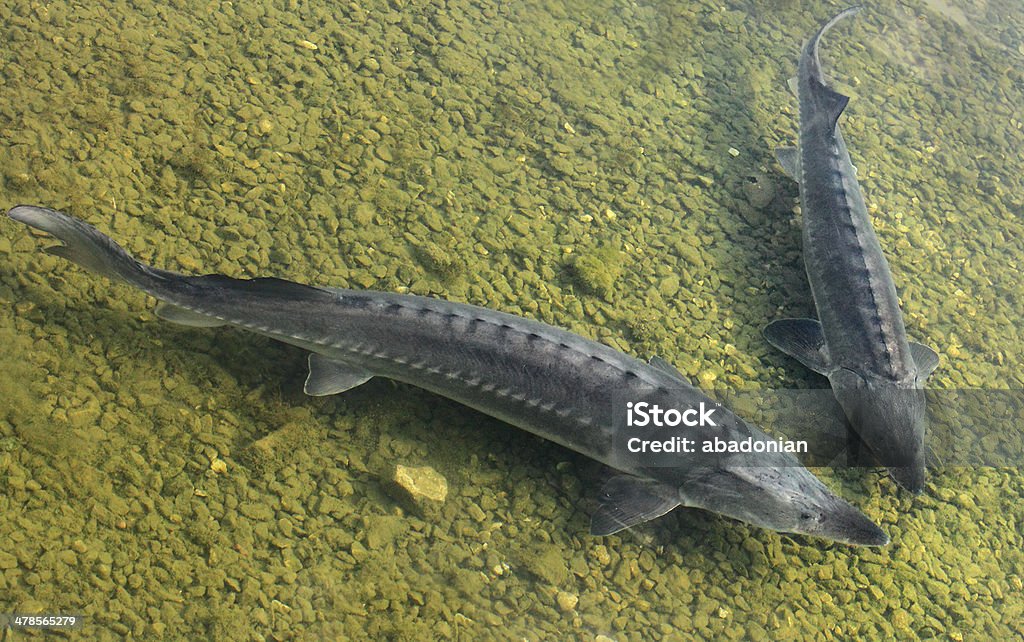 Dos Sturgeons. - Foto de stock de Esturión libre de derechos