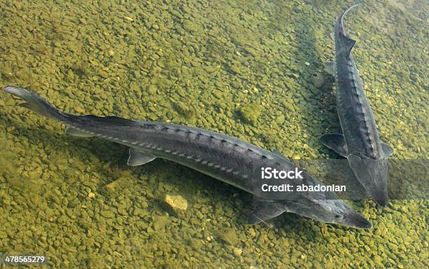 Due Sturgeons - Fotografie stock e altre immagini di Storione - Storione, Europa - Continente, Germania