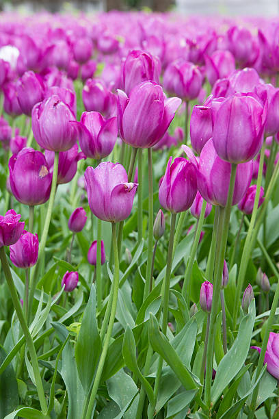 Campo de tulipas roxas - foto de acervo