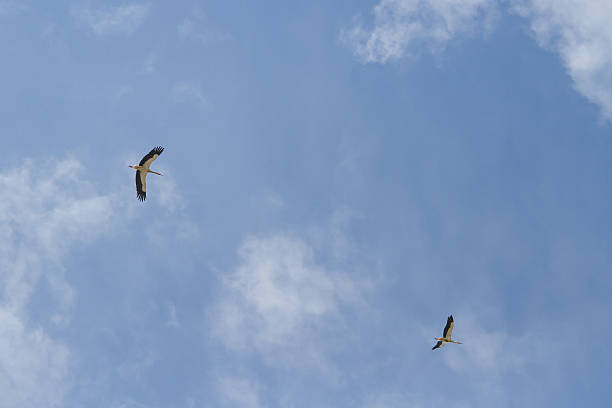 두 storks in the sky 스톡 사진