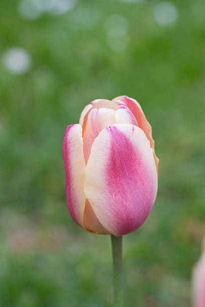 Tulipa - foto de acervo